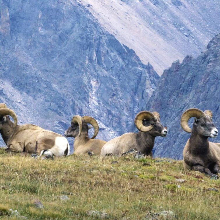 NPS, Bighorn rams on tundra near Trail Ridge Rd.