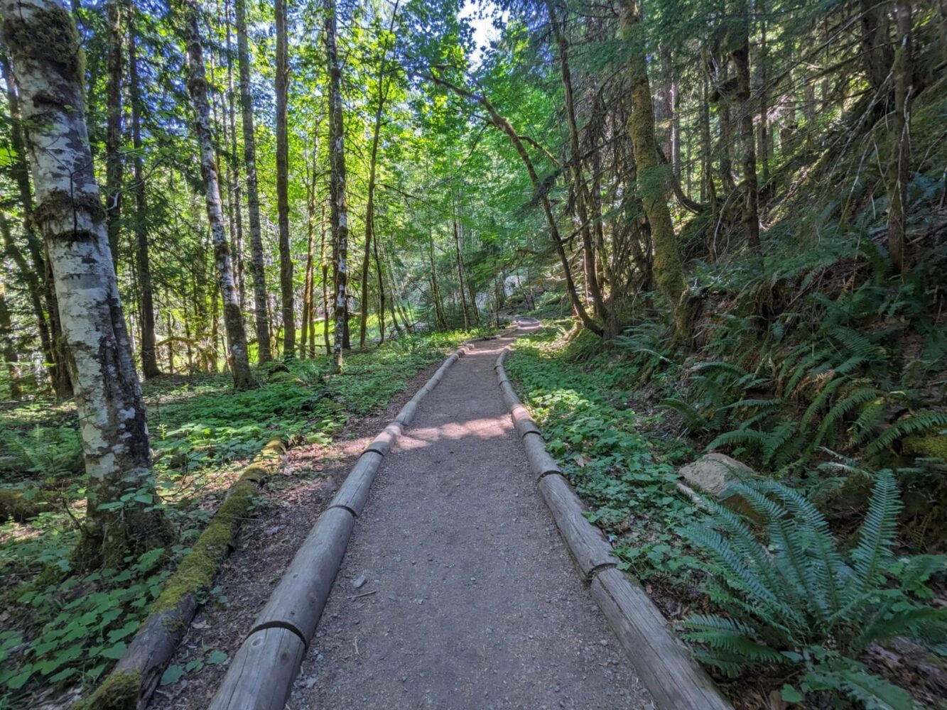 Packed dirt trail through tree lined forest.