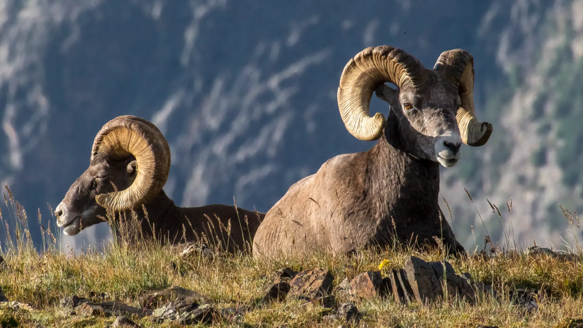 Bighorn rams