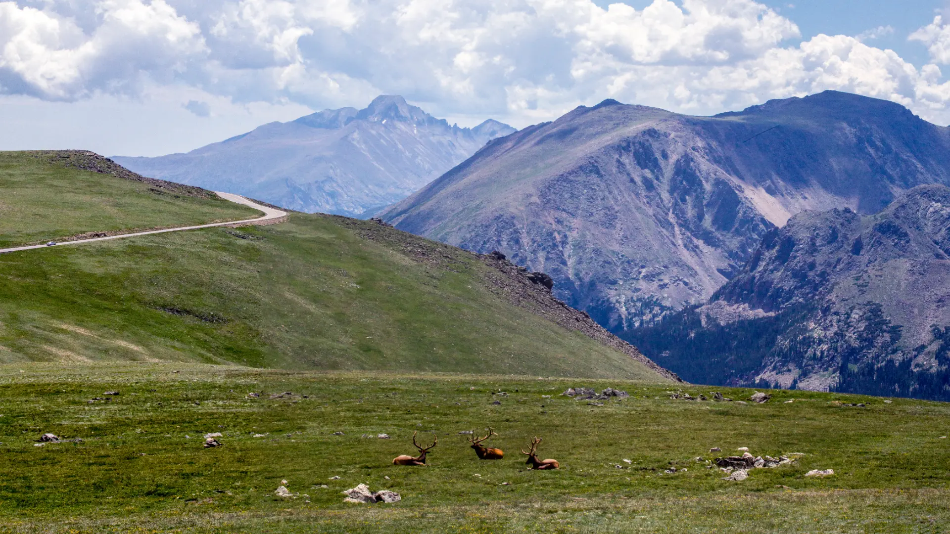 Elk on Trail Ridge Road