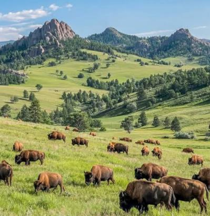 Black Hills with bison in the foreground